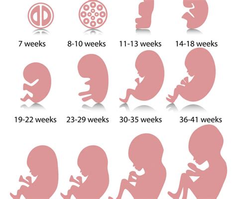 Infografica sui cambiamenti del corpo materno nel terzo mese di gravidanza