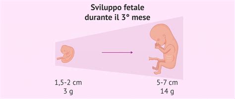 Schema che illustra i controlli medici e gli esami effettuati nel terzo mese di gravidanza