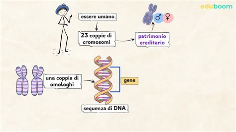 diagramma che illustra la trasmissione genetica di una mutazione trombofilica da un genitore al figlio