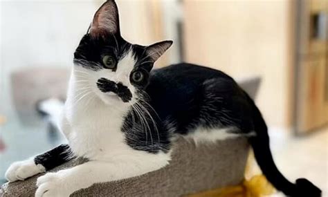 Gatto con baffi in evidenza