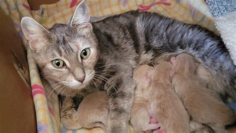 Mamma gatta che insegna ai cuccioli