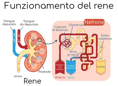 Schema dei reni e del sistema urinario
