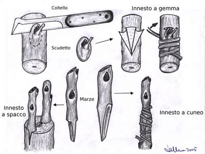 Illustrazione schematica di un innesto con portinnesto e nesto