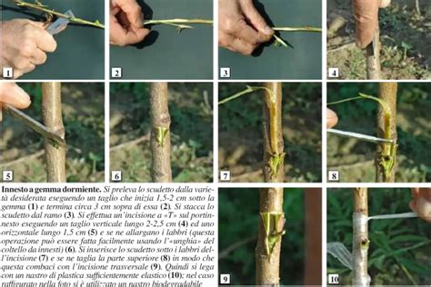 Illustrazione delle diverse tipologie di innesto a gemma (a T, a zufolo, a scudo)