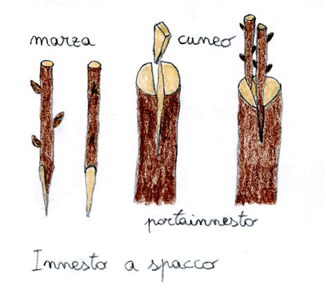 Immagine di un innesto a spacco su un ramo di albero