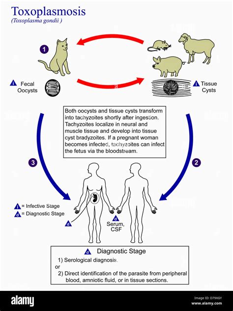 Ciclo di vita del Toxoplasma gondii