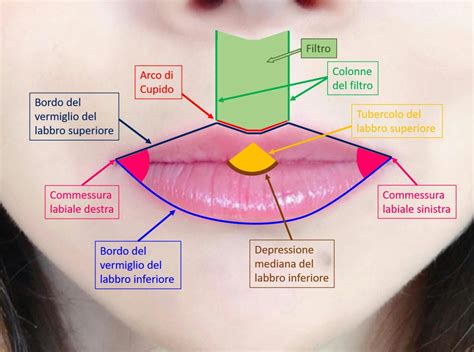 anatomia del tessuto labiale e meccanismo dell'edema