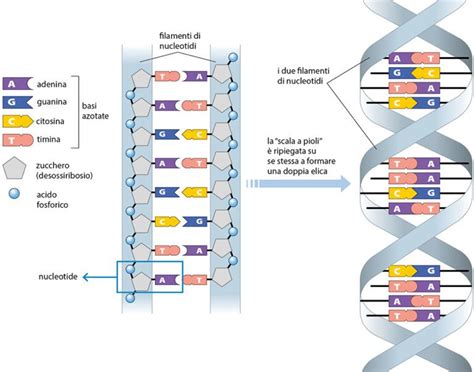 rappresentazione stilizzata di un filamento di DNA e spettro dei colori della pelle umana