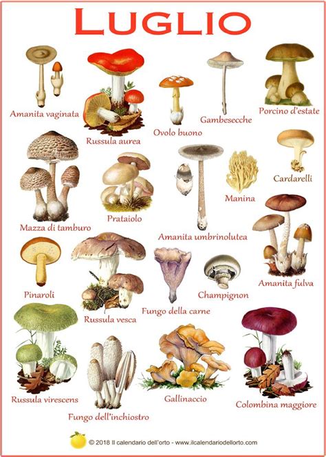 Calendario di crescita dei funghi