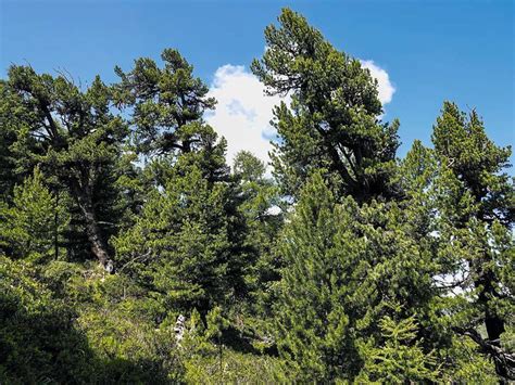 Foresta mediterranea con pini