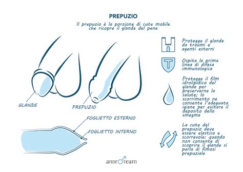 illustrazione anatomica del prepuzio e del glande