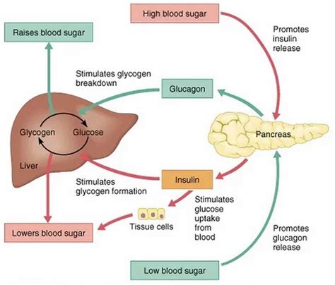 Schematic representation of glucose metabolism regulation in the body
