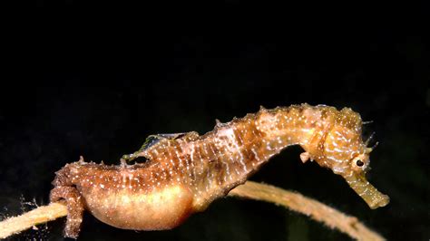 Cavalluccio marino maschio con uova nel marsupio