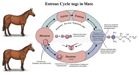 Diagramma che illustra i metodi naturali di regolazione della fertilità