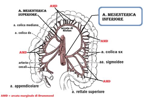 Diagramma anatomico dell'arteria mesenterica inferiore e dei suoi rami, con particolare enfasi sull'arteria colica sinistra.