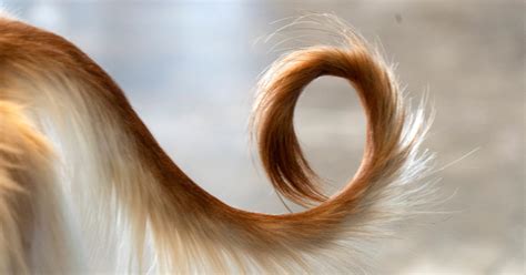 Bambino che tira la coda a un cane