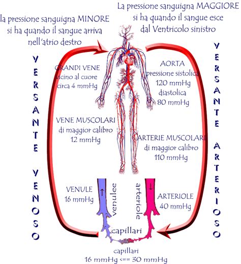 Schema Pressione Sanguigna e Sesso del Feto