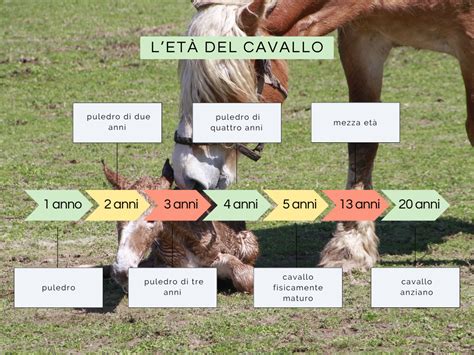 Cavalla in diverse fasi della vita: giovane, nel pieno della fertilità, anziana