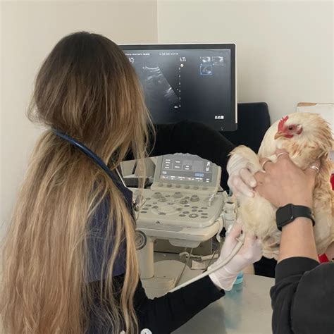 Veterinario che esegue un'ecografia su una cavalla gravida