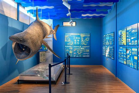 Esposizione interna del Museo di Biologia Marina