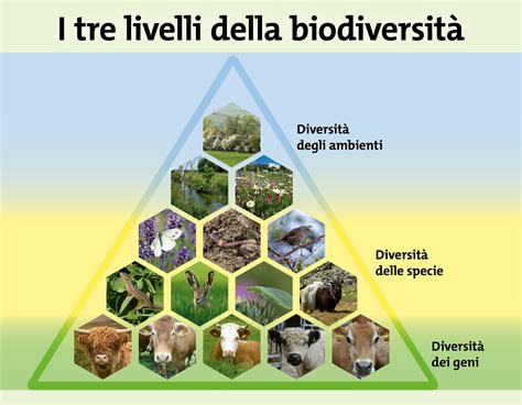 Diagramma che illustra la diversità delle dimensioni degli spermatozoi in diverse specie animali