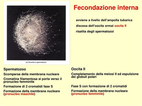 Infografica che confronta le dimensioni degli spermatozoi in specie con fecondazione interna ed esterna