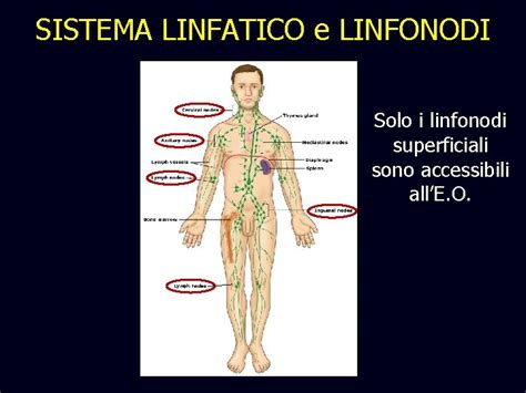 Sistema Linfatico e Linfonodi Inguinali