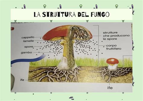 Illustrazione della struttura di un fungo ipogeo