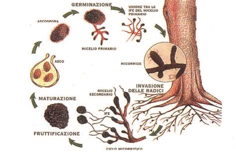 Schema del ciclo biologico del tartufo