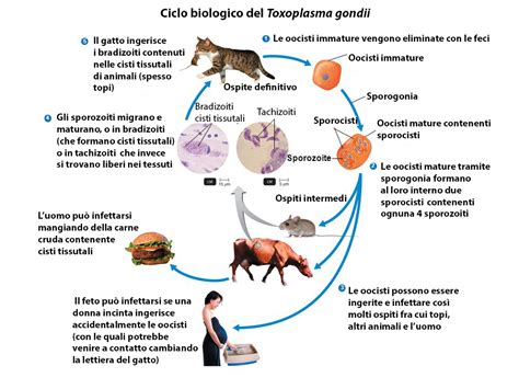 Infografica sulle principali vie di trasmissione della toxoplasmosi