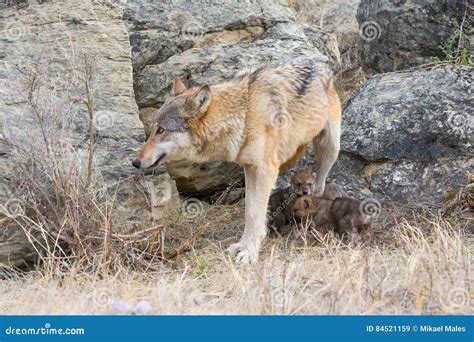 cuccioli di lupo neonati nella tana