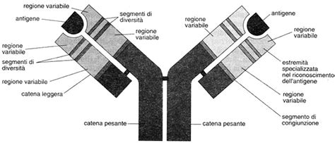 Struttura chimica delle immunoglobuline