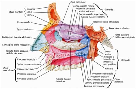 illustrazione anatomica delle cavità nasali pediatriche