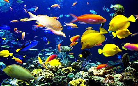 Pesci tropicali colorati vicino alla riva