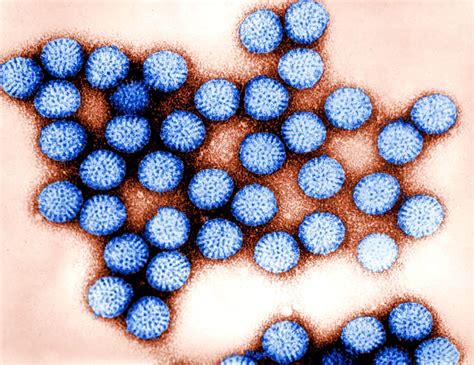 rappresentazione microscopica del rotavirus