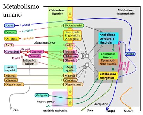 diagramma che illustra il percorso metabolico semplificato del farmaco nell'organismo umano