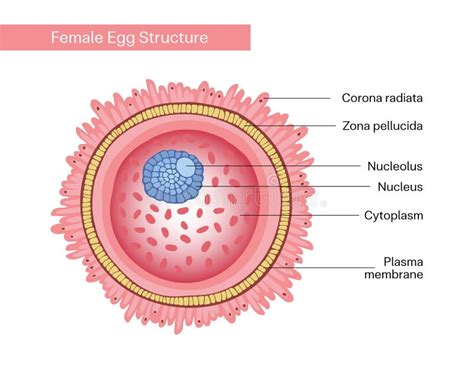 Struttura dell'ovulo vaginale Clarogin