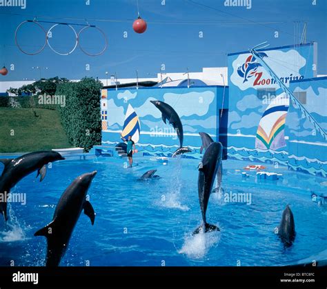 Spettacolo di delfini a Zoomarine