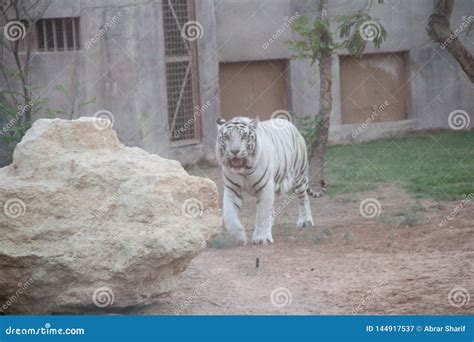 Tigre bianca al Safari Park