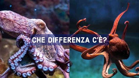 differenza tra vera coda e pseudocoda in un diagramma