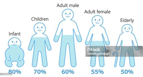 Graphic showing water percentage in infants vs. adults