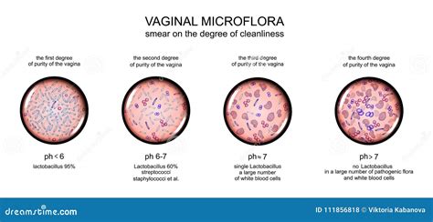 Microflora vaginale sana