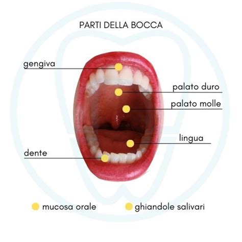 illustrazione schematica dell'anatomia della gola e del cavo orale per comprendere l'area di applicazione