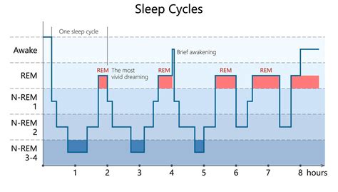 Graphic showing infant sleep cycles vs adult sleep cycles