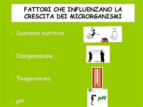 Fattori ambientali che influenzano la crescita dei funghi