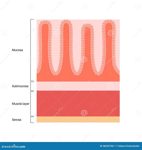 Diagramma della struttura vaginale con indicazione delle mucose