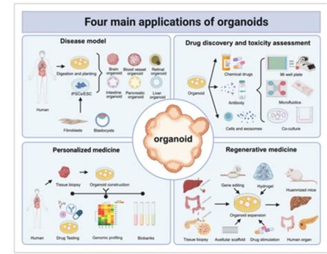 Schema di creazione e utilizzo degli organoidi