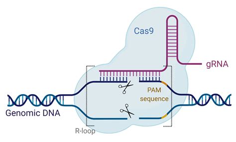 Illustrazione del meccanismo CRISPR-Cas9