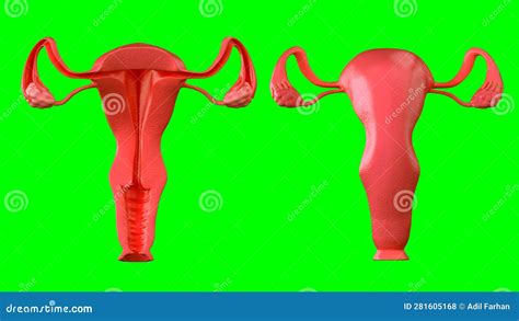 rappresentazione anatomica della mucosa vaginale e del sistema riproduttivo femminile