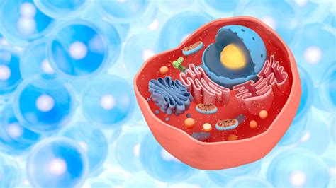 Microscopio che mostra cellule vaginali
